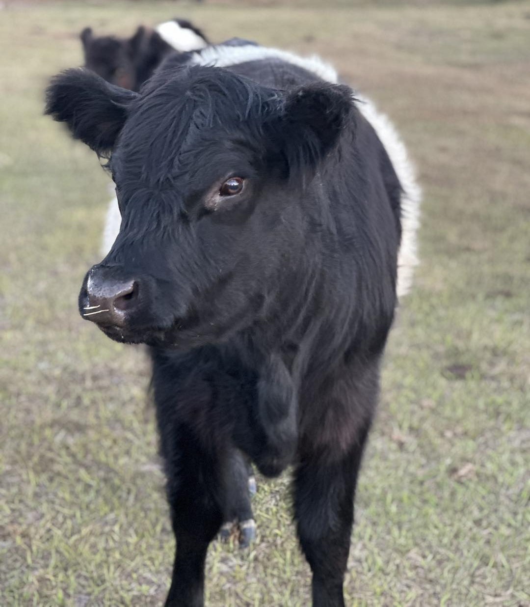 Belted Galloway Cow/calf pairs for sale